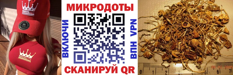Псилоцибиновые грибы Psilocybine cubensis  Пенза 